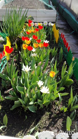 Цветы тюльпаны