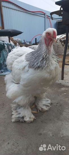 Колумбийская брама