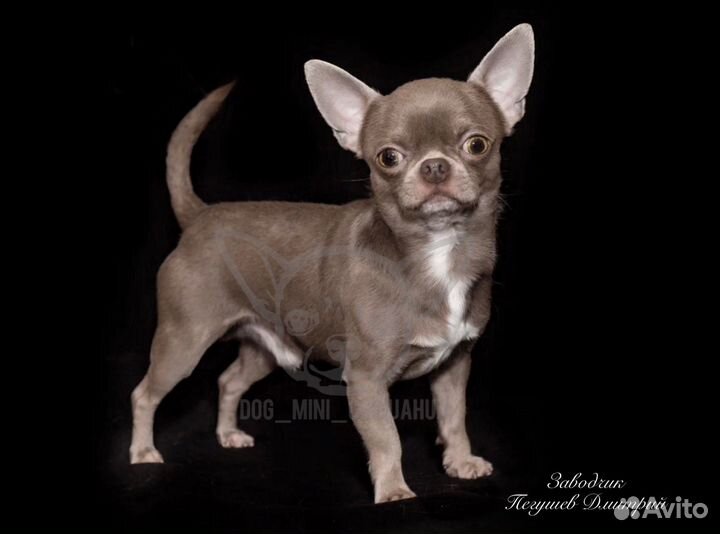 Мальчик чихуахуа. Вязка. РКФ