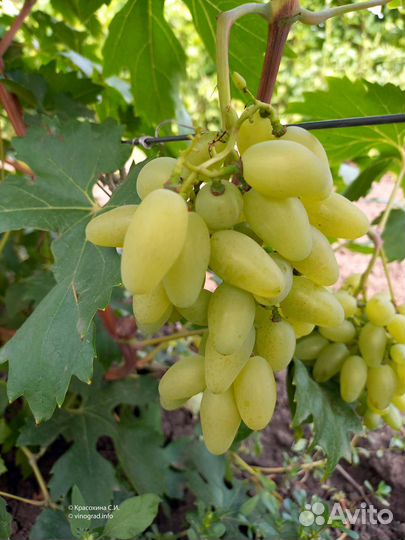 Саженцы винограда