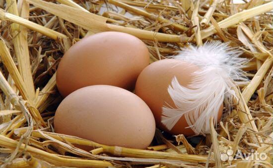 Яйца домашние