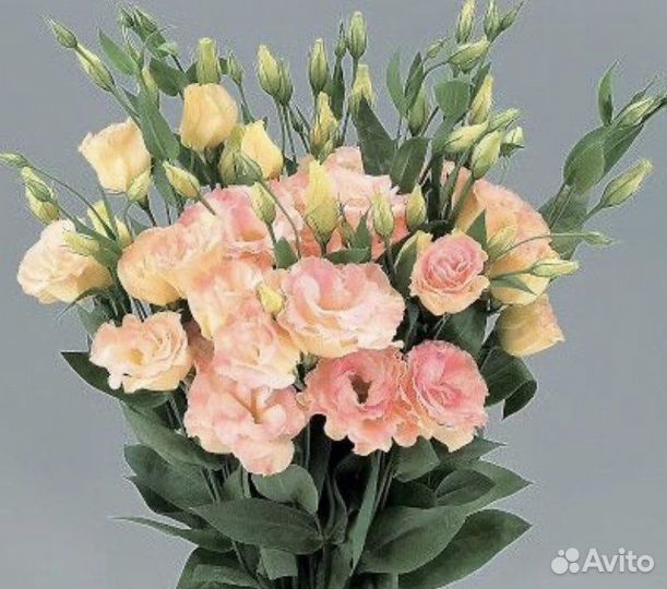 Семена эустомы