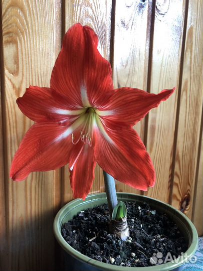 Гиппиаструм