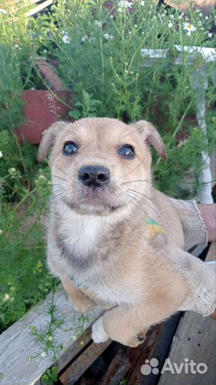 Щенок в добрые руки