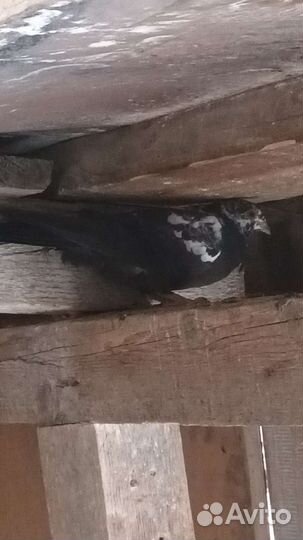 Продажа голубей