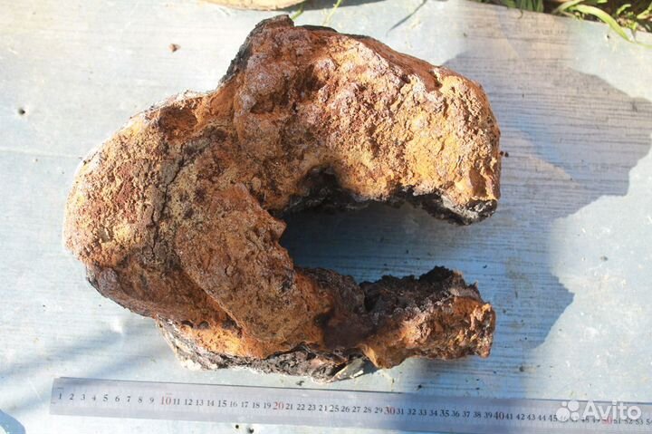 Чага Куском Красивая