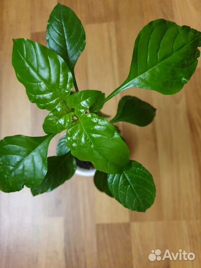 Кроссандра оранжевая