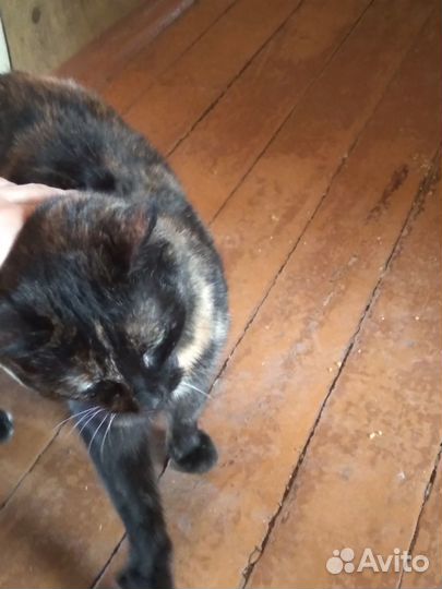 Кошка для скрашивания одиночества