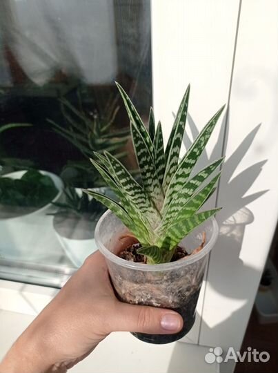 Агава,алоэ, растения