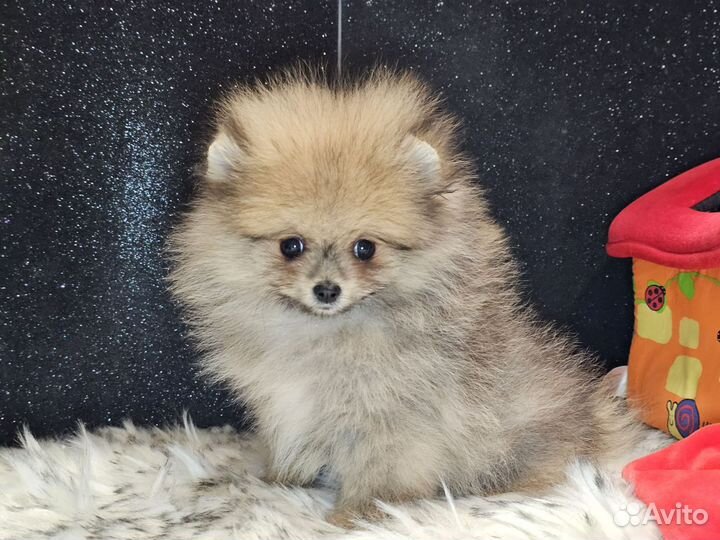 Померанский шпиц мини девочка