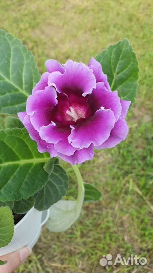 Глоксинии, 2 сорта