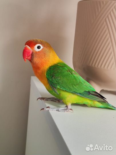 Неразлучник Фишера попугай самочка
