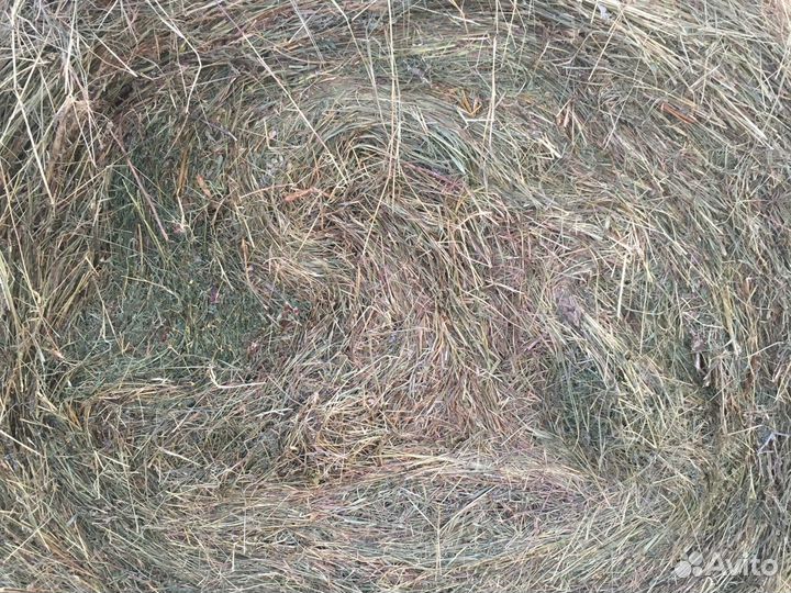 Продам сено в рулонах