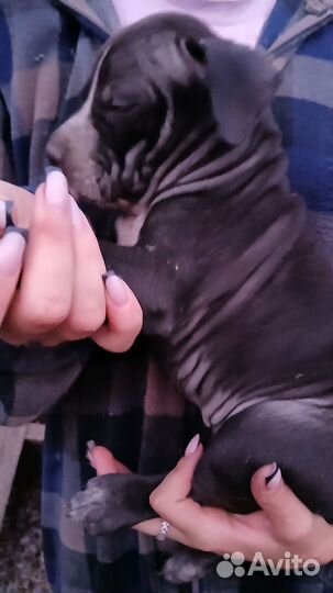 Щенки питбуля