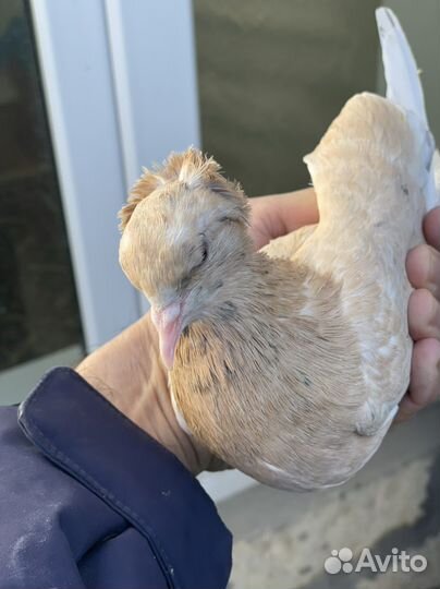 Бойные Бакинские Иранские голуби в Москве