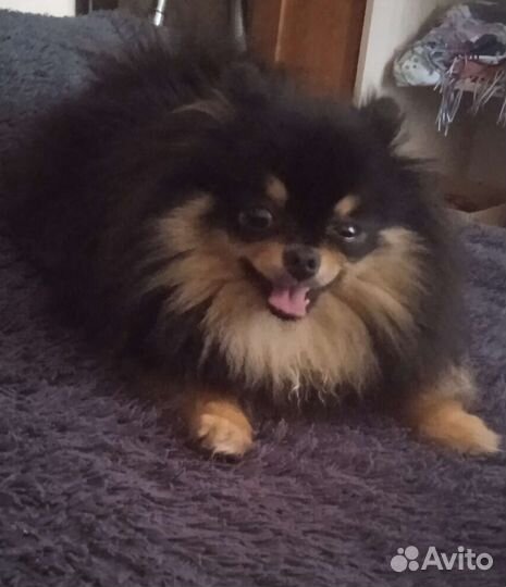 Померанский шпиц мини