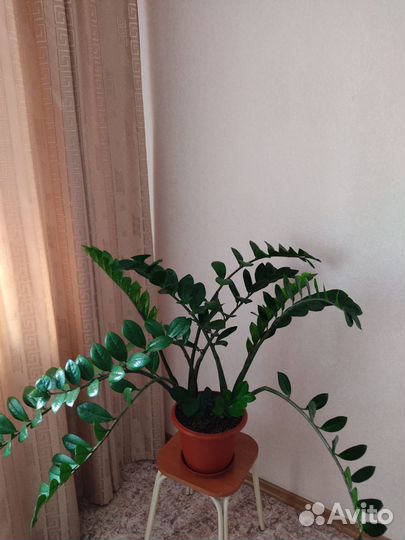 Замиокулькас