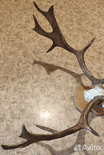 Рога Оленя