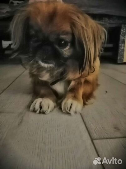 Передержка кошек, грызунов.,птиц. Уход, доброта, ч