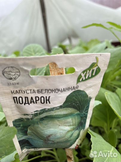 Рассада капусты