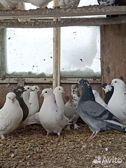 Голуби птицы