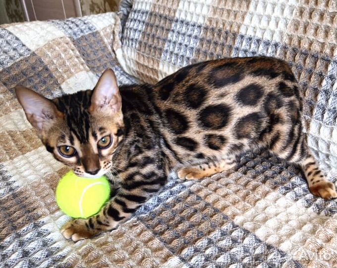 Бенгальские девочки