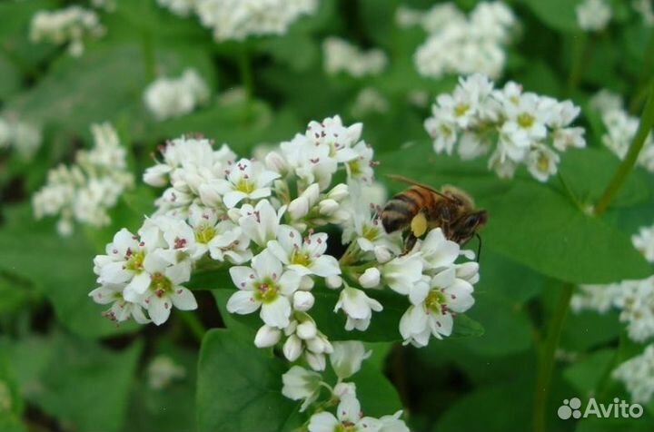 Мёд из Алтая опт