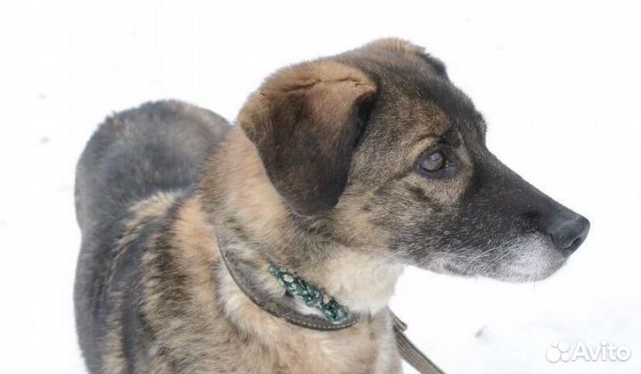 Милая Дина ищет дом