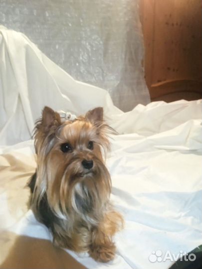 Йоркширский терьер вязка