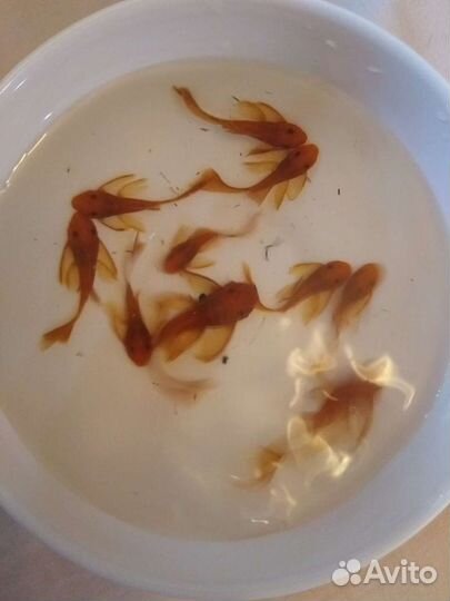 Анциструс супер Ред вуалевый подростки