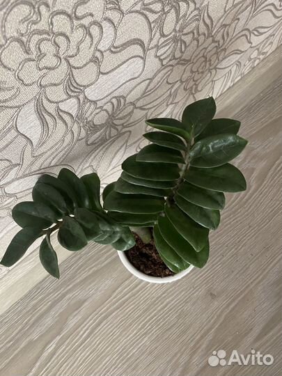 Замиокулькас зензи