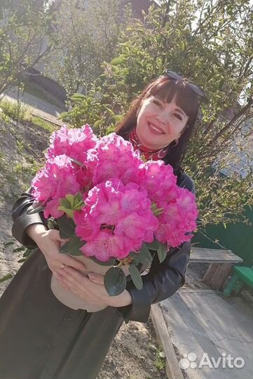 Рододендроны