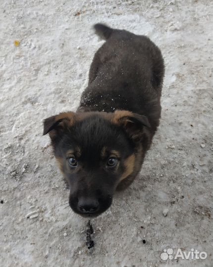 Помесь овчарки в добрые руки