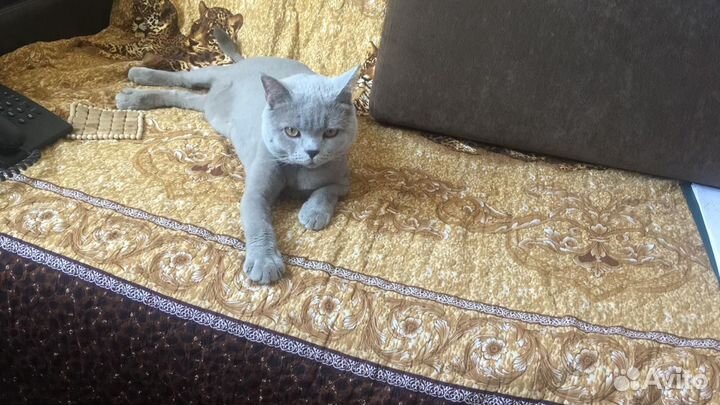 Домашняя передержка животных