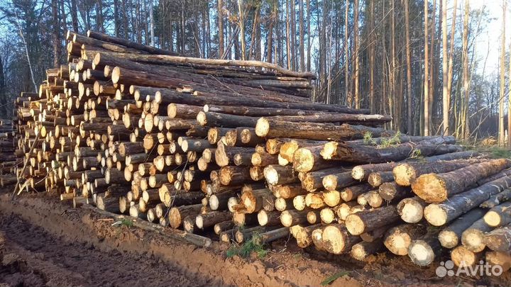 Лес кругляк