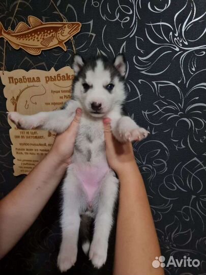 Продам хаски