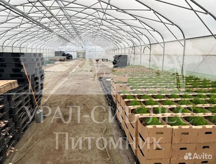 Горная сосна Мугус сеянцы зкс для лесовосстановлен