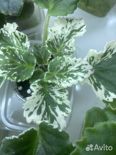 Фиалка.детка