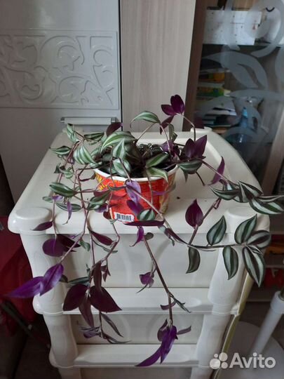 Традесканция Зебрина