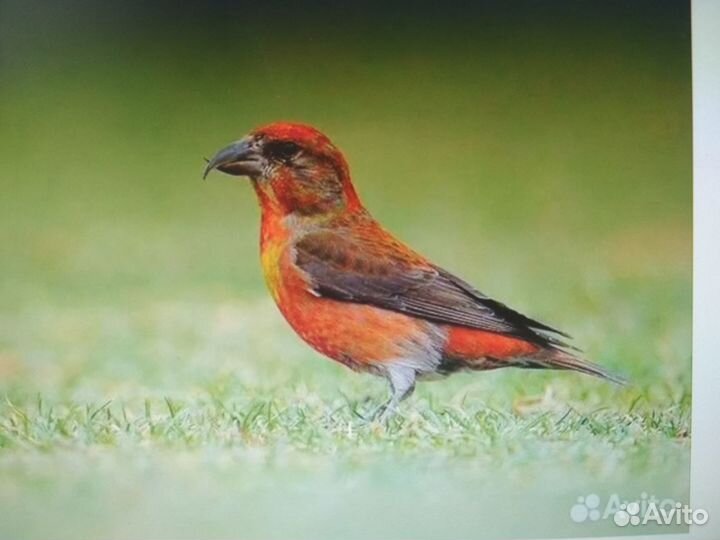 Певчие птицы