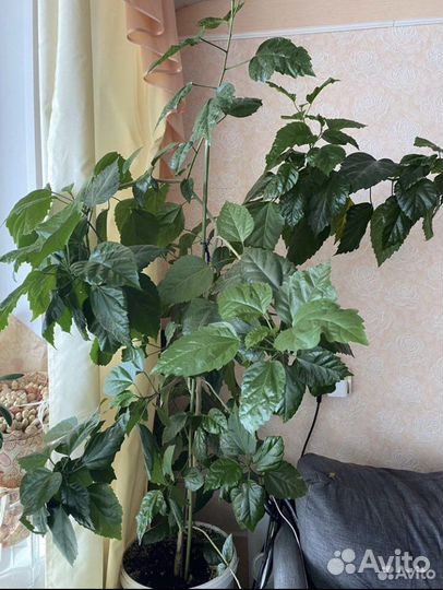 Гибискус или китайская роза