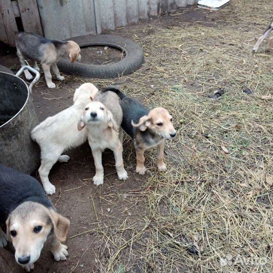 Щенки русской гончей