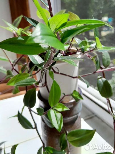 Традесканция зелёный холм сортовая