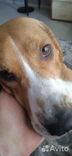 Эстонская гончая