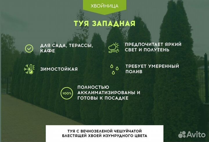 Туи крупномеры Колумна 4,5 м