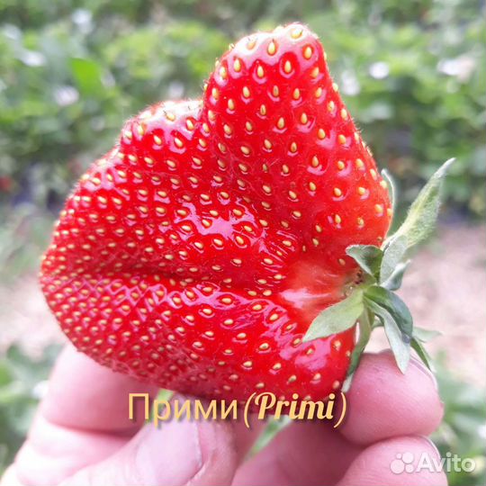 Рассада клубники