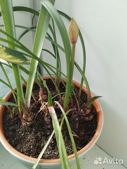 Валотта семейства амариллис луковицы