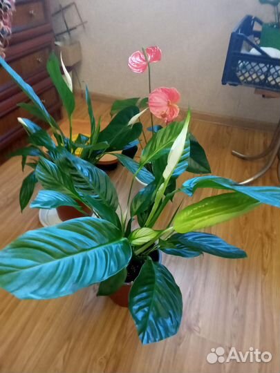 Комнатные цветы антуриумы и Спатифилумы