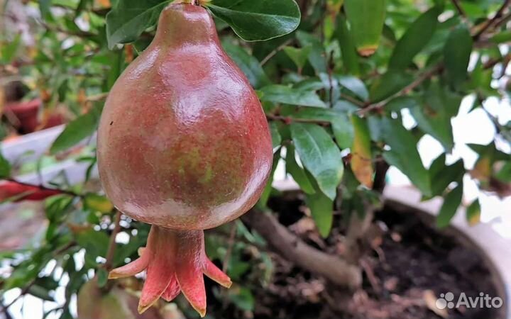 Гранат Дхолка индийская селекция. Саженцы