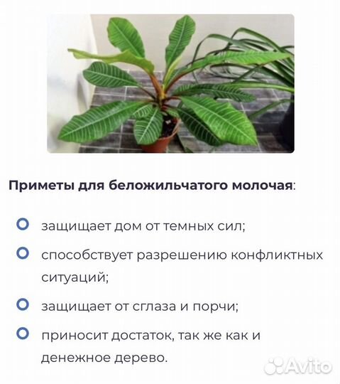 Комнатное растение. Эуфорбия(молочай) суккулент